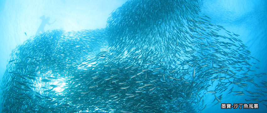 宿霧-沙丁魚風暴